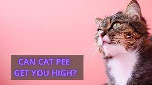 can cat get you high the mysteries