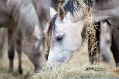 why-do-horses-eat-hay