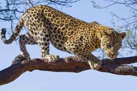 leopard facts panthera pardus