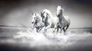 white horses hd desktop wallpaper