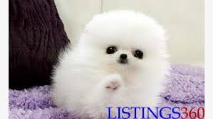 Still, teacup pomeranian is the most common term most people use talking about this dog breed. Pure White Teacup Pomeranian Puppies Lusaka Lusaka Zambia