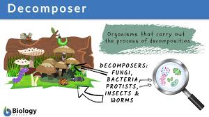 Food chains show a direct transfer of energy between organisms. Decomposer Definition And Examples Biology Online Dictionary