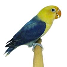 Channels They Call It Parblue Or Yellow Face Lovebird