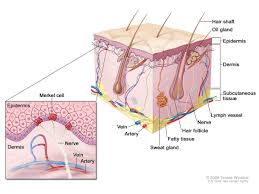 merkel cell carcinoma osuccc james