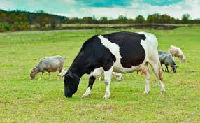 Essay on domestic animals cow A Southern Gypsy