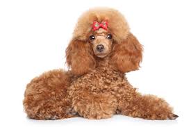 toy poodle facts traits history