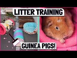 how to litter train a guinea pig keep