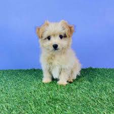 information on pom a poo puppies for
