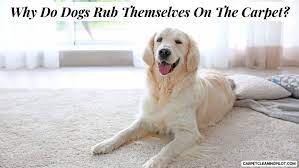 dogs rub themselves on the carpet