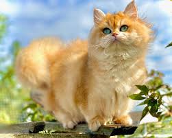 the british longhair cat belle ayr cats