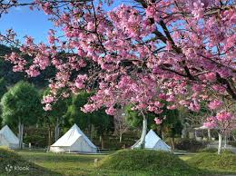 Glamping Experience With Meals At Xiong