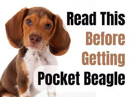 before ing a pocket beagle puppy