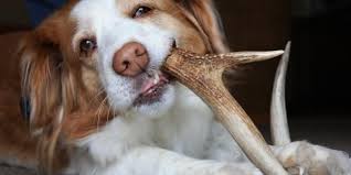 potential dangers of por dog chews