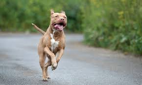 american pit bull terrier breed