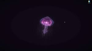 live wallpaper purple jellyfish on a