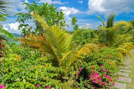 Green Tropical Plants In Botanical