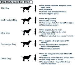 Dog Body Weight Chart Cat Things Dogs Dog Weight Dog