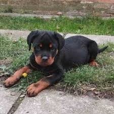 rottweiler puppies in india at