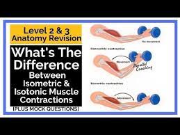 isotonic muscle contractions