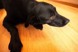clean dog off of hardwood floors