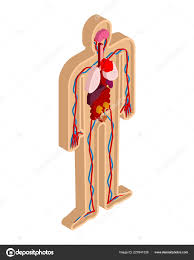 Human Anatomy Body Isometric Internal Organs Organ Systems
