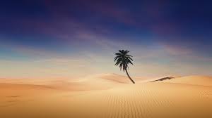 palm tree wallpaper 4k desert sand