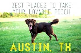 dog friendly places in austin square