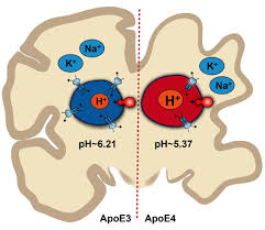 Ph Imbalance In Brain Cells May Contribute To Alzheimers
