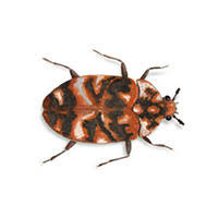 varied carpet beetle identification