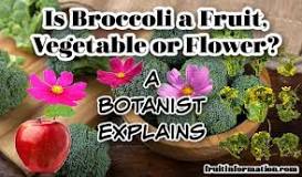 Is broccoli a fruit?