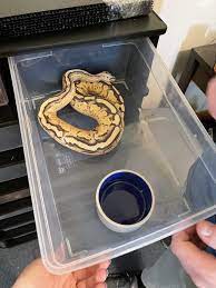 is this tub size okay ball pythons