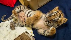rescued baby tiger is the cuteness the