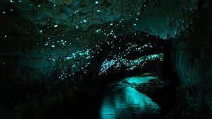 night waitomo glowworm caves