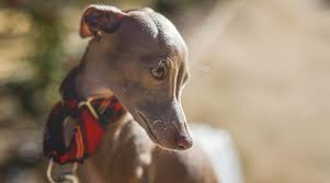 The size is what differentiate the most these three breeds: Italian Greyhound Vs Whippet Breed Differences And Similarities