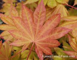 Email us for price and availability (click for contact form). Japanese Maple Trees For Sale Georgia Kinsey Family Farm