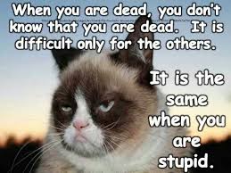 Grumpy cat on Pinterest | Grumpy Cat Quotes, Grumpy Cat Meme and ... via Relatably.com