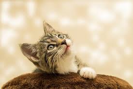 Kittens do not have specific names (you get to name them yourself.) when you level up a kitten, they unlock skills. 30 000 Cat Pictures Images Hd Pixabay