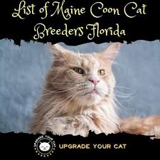 maine cat breeders florida find