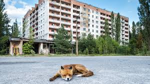 Die stadt wurde ab dem 2. 8 Fakten Uber Tschernobyl Tiere