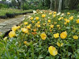 Laman mini nursery rose jepun. Peniaga Ros Jepun Ni Kongsi Cara Jaga Pokok Biar Subur Berbunga Lebat Keluarga