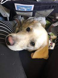 Flying with a Dog in Cabin: Airplane Travel With A Dog – Dont Stop  Retrieving