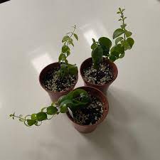 aeschynanthus twister lipstick plant