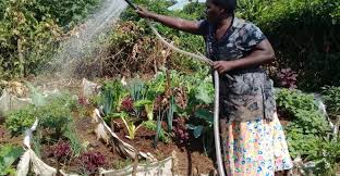 Sustainable Livelihoods In Uganda