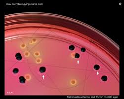Look for colonies with a slightly rough or dimpled h2s center. Salmonella And E Coli Colonies On Xld Colony Morphology Of Salmonella On Xylose Lysine Deoxycholate Agar Xld