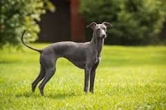 are-italian-greyhounds-expensive