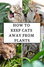 How To Keep Cats Away From Plants 19
