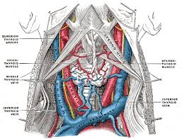 A blockage in one of the carotid arteries can be cleared either by endarterectomy or carotid angioplasty. Figure Jugular Veins And Arteries Of The Neck Colored Diagram Contributed By Gray S Anatomy Plates Statpearls Ncbi Bookshelf
