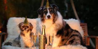 Fêter Nouvel an avec son chien - My dog is a Queen