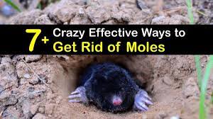 7 crazy effective ways to get rid of moles