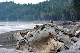 Incredible Tide Pools At Rialto Beach Forget Someday